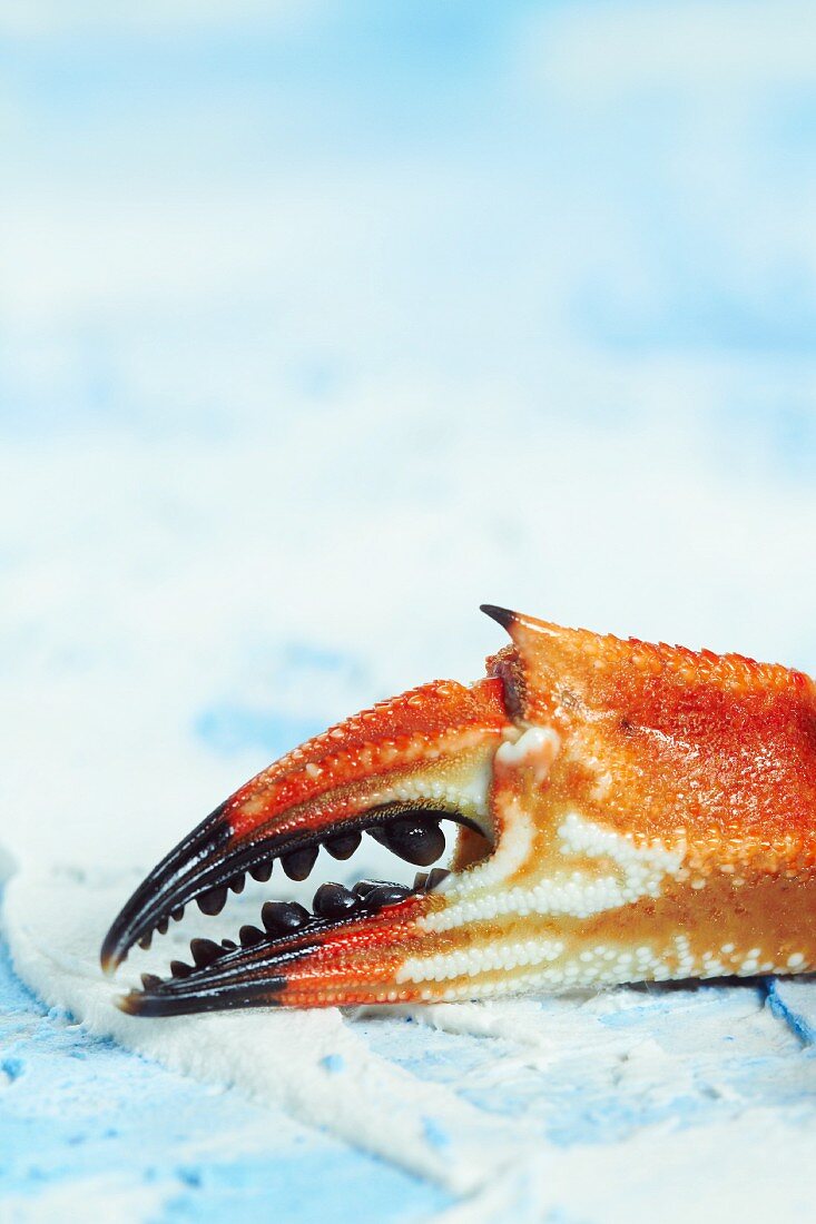 A crabs claw (close-up)