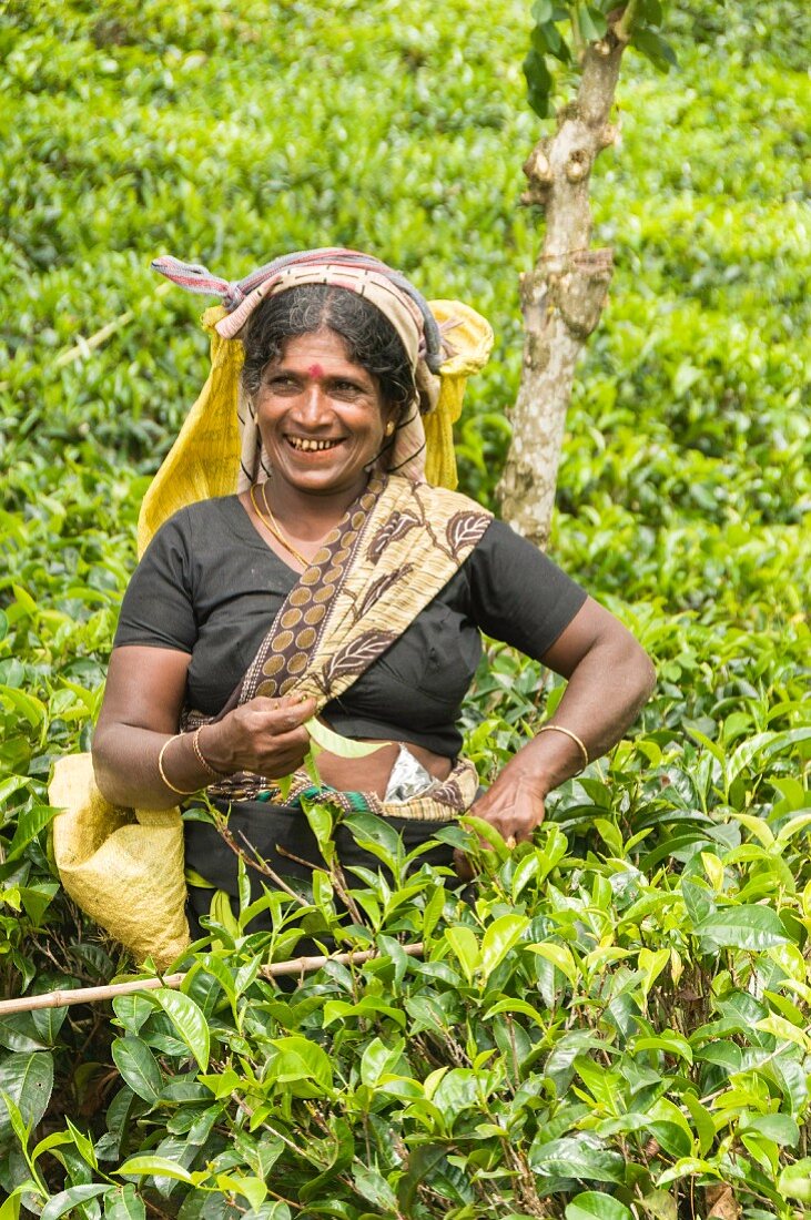 Teepflückerin in den Hügel-Plantagen der Umgebung von Kandy, Sri Lanka, Asien