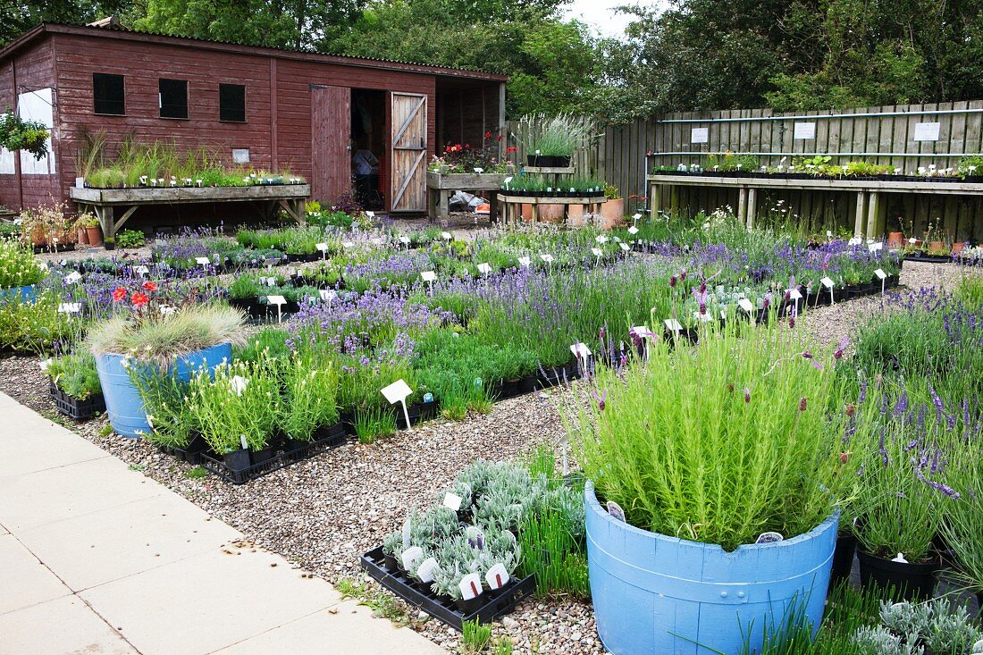 Flowering lavender in nursery in Yorkshire, England