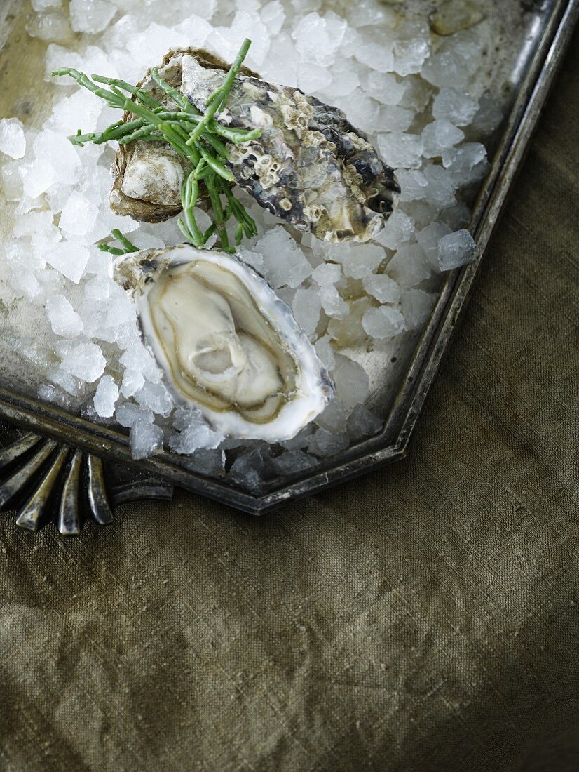 Fresh oysters with glasswort on crushed ice
