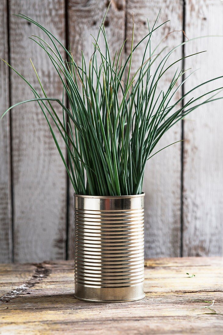 Chives in a tin can