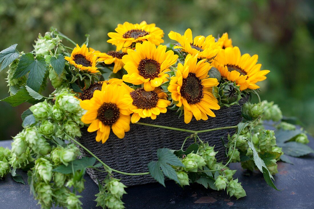 Korb dekoriert mit Sonnenblumen & Hopfenranken