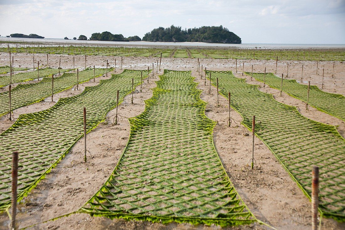 An algae garden on the island of Okinawa, Japan