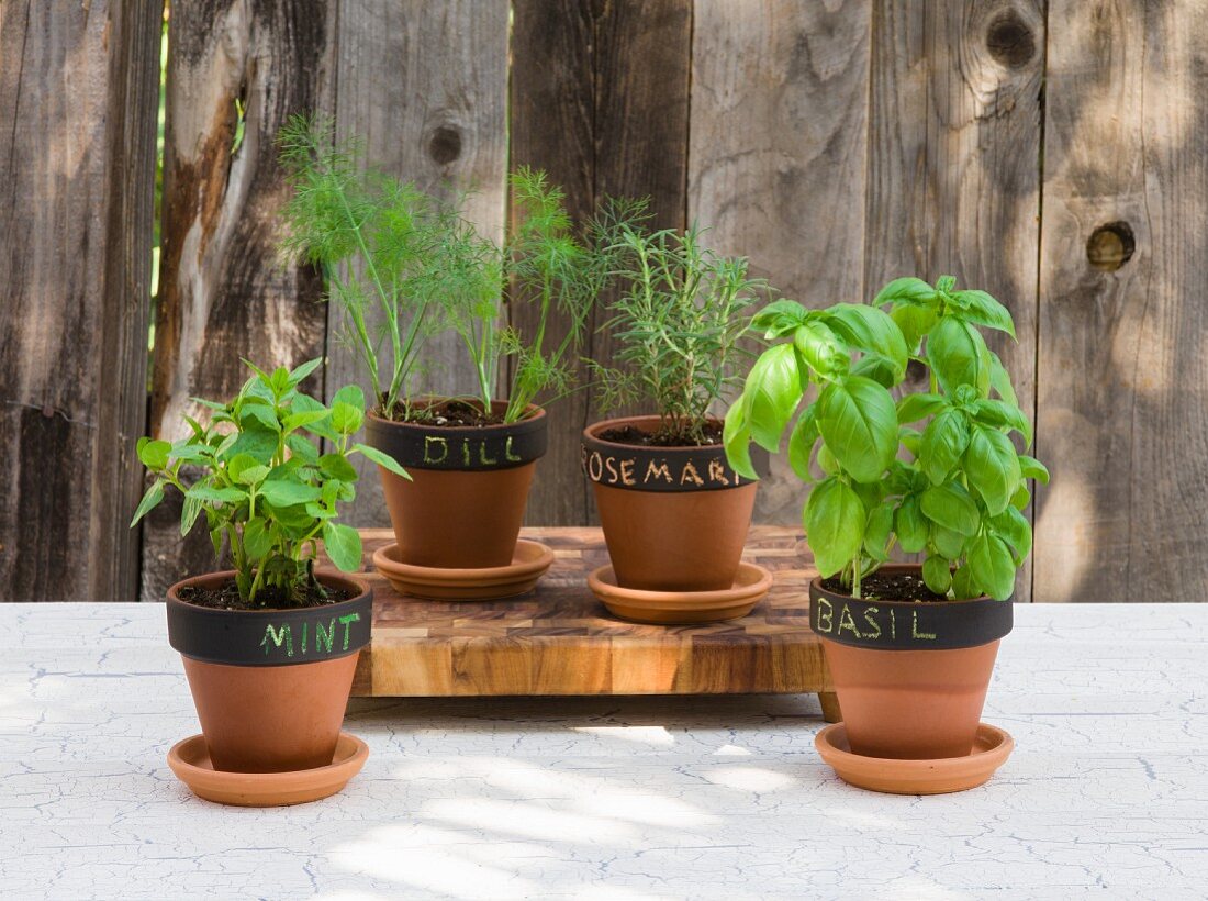 Various types of herbs in flower pots (mint, basil, dill and rosemary) with labels