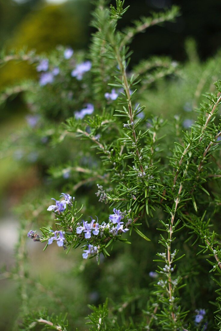 Rosemary in a garden