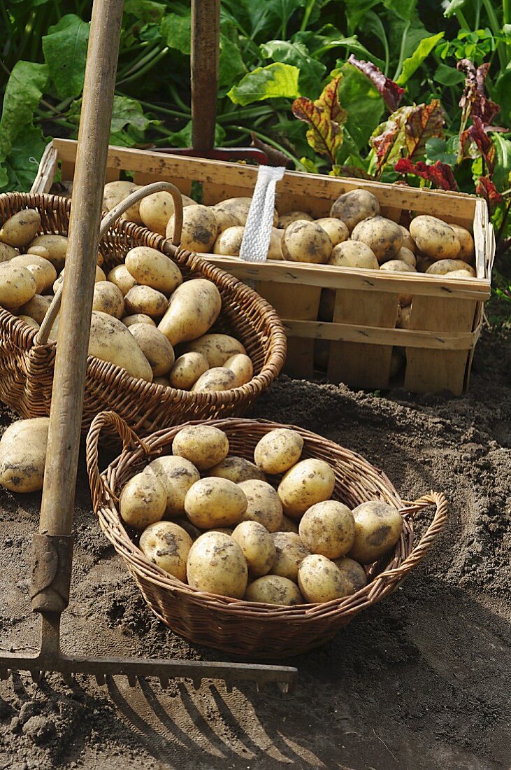 Baskets of freshly harvested potatoes in a garden with a rake and a gardening fork