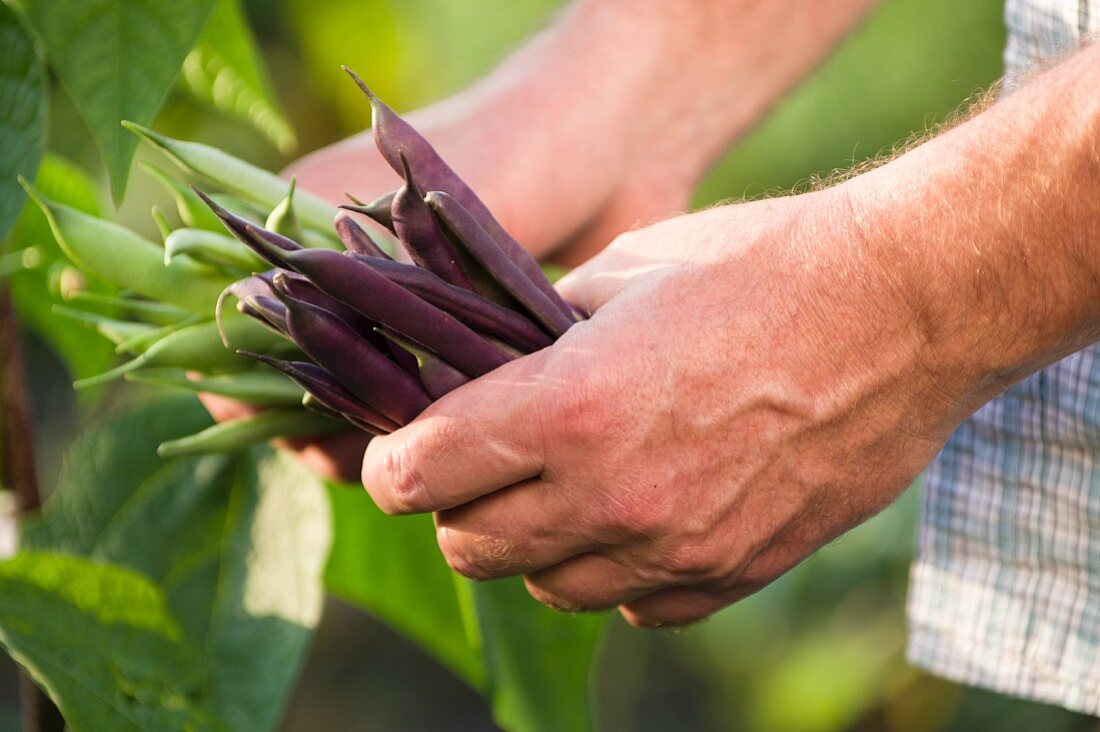 Männerhände halten zweierlei Bohnensorten im Garten