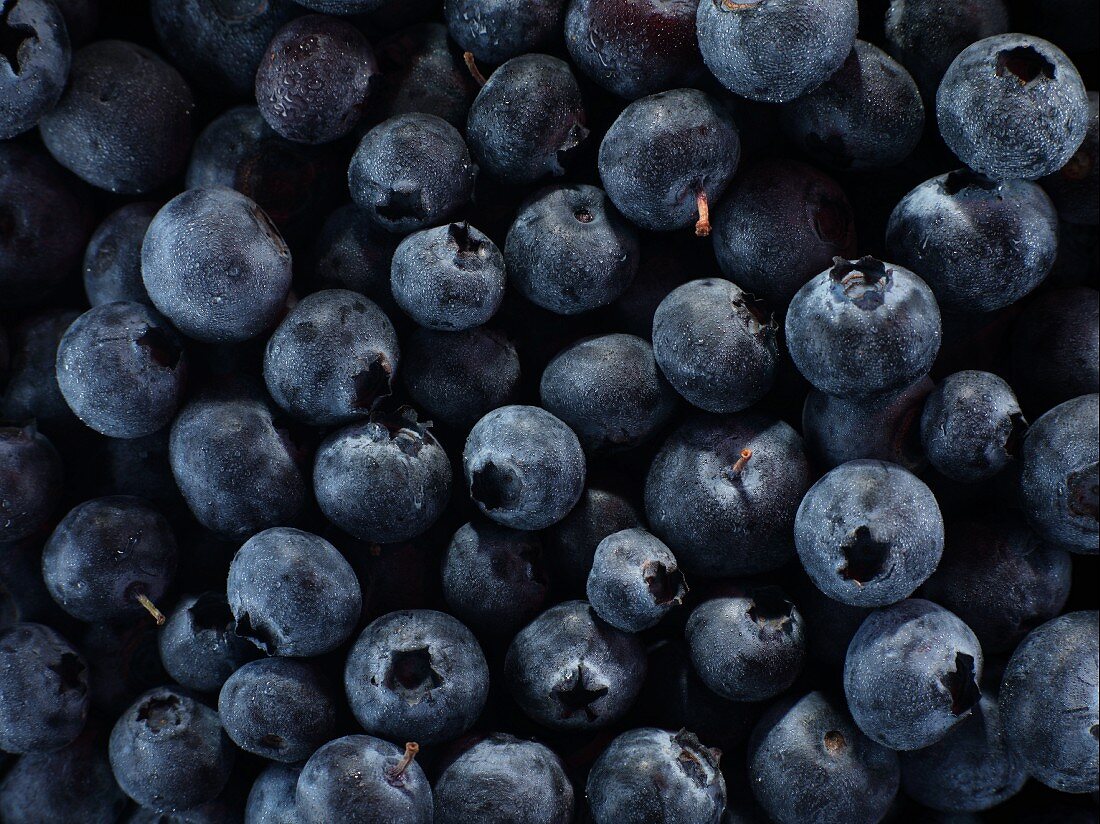 Viele Heidelbeeren (bildfüllend)