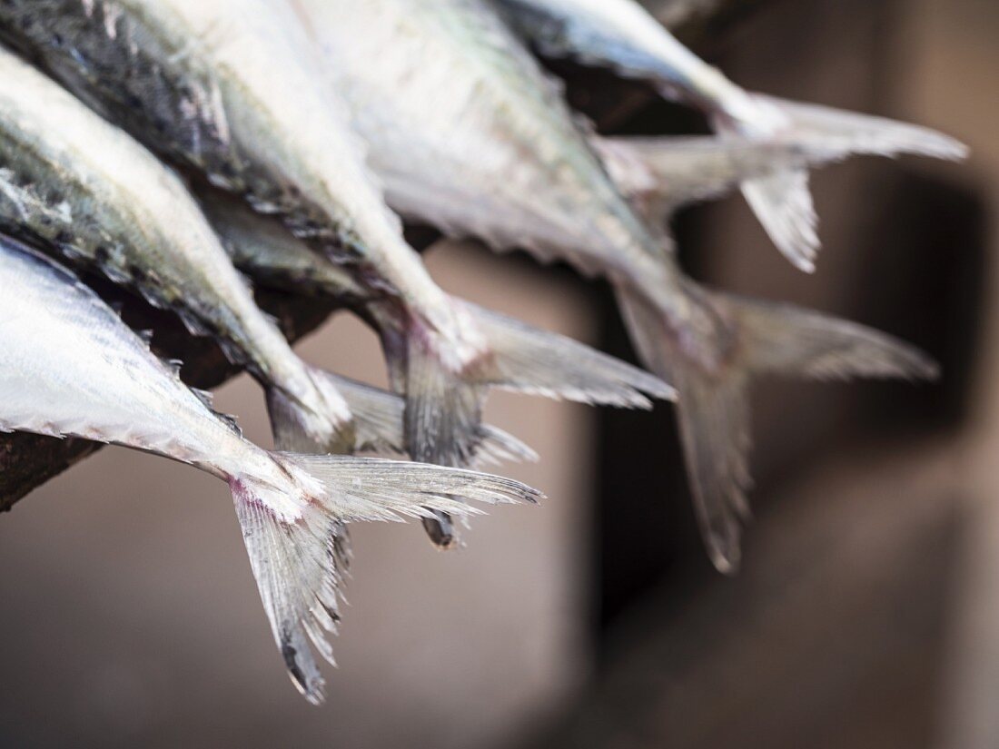 Fischschwänze auf dem Fischmarkt in Dar es Salaam, Tansania