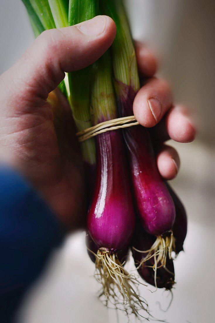 A hand holding a bunch of red spring onions