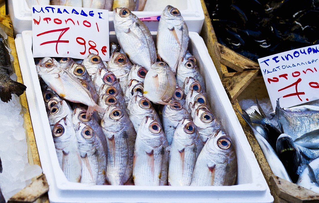 Frische Fische mit Preisschild auf einem Markt