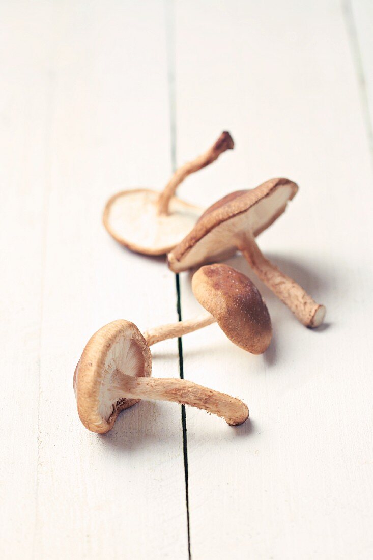Four fresh shiitake mushrooms