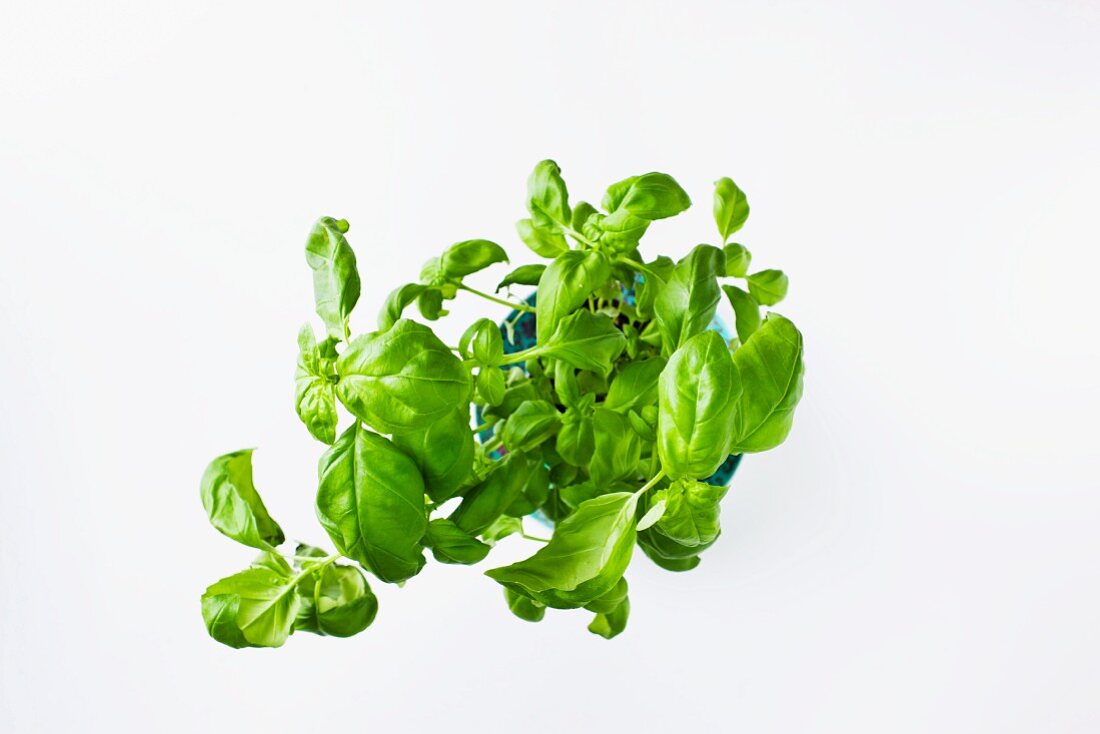 Fresh basil in a flower pot (seen from above)