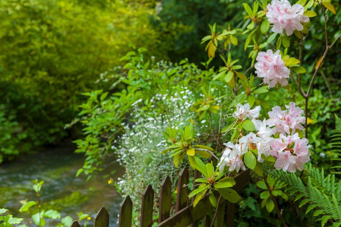 Rosa blühender Rhododendron in sommerlichem Garten mit Bachlauf