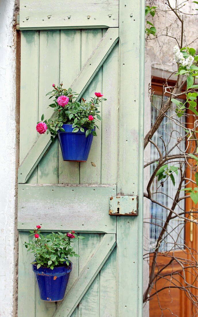 Blaue Blumentöpfe mit Rosen an alter, grüner Brettertür