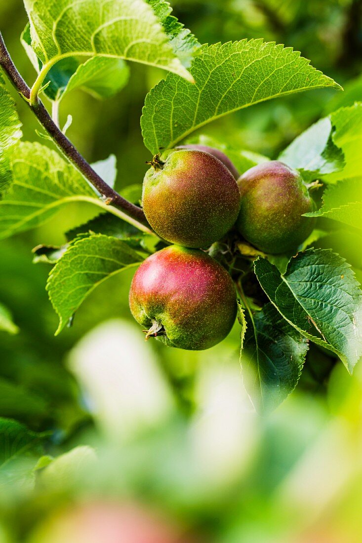 Unreife Äpfel auf einem Baum im Frühsommer (England)