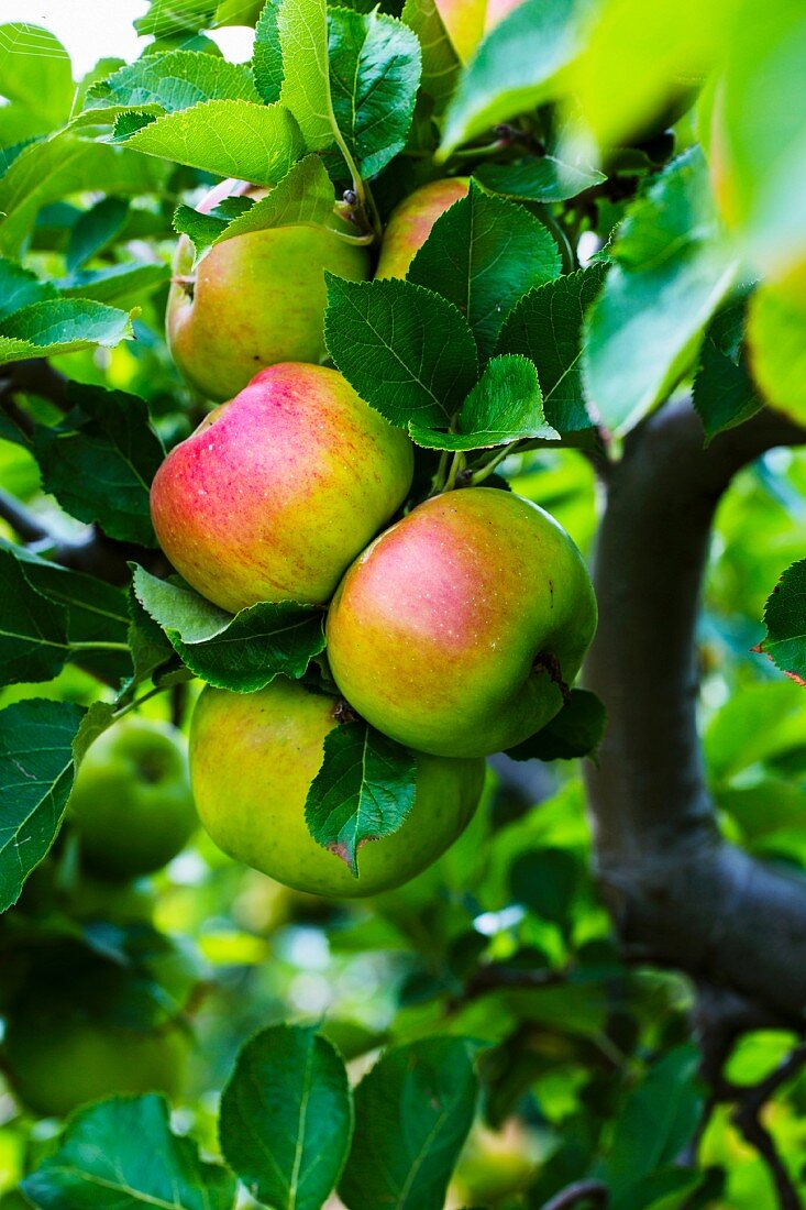 Bramley Äpfel im Frühherbst am Baum (England)