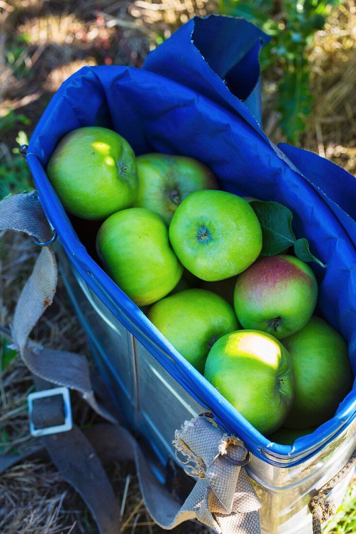 Frisch geerntete Bramley Äpfel im Frühherbst (England)