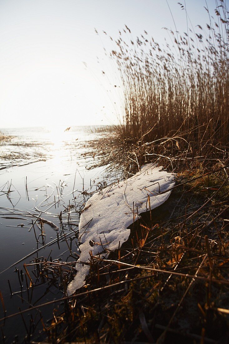 A melted field of snow on a reedy bank looking towards the sun