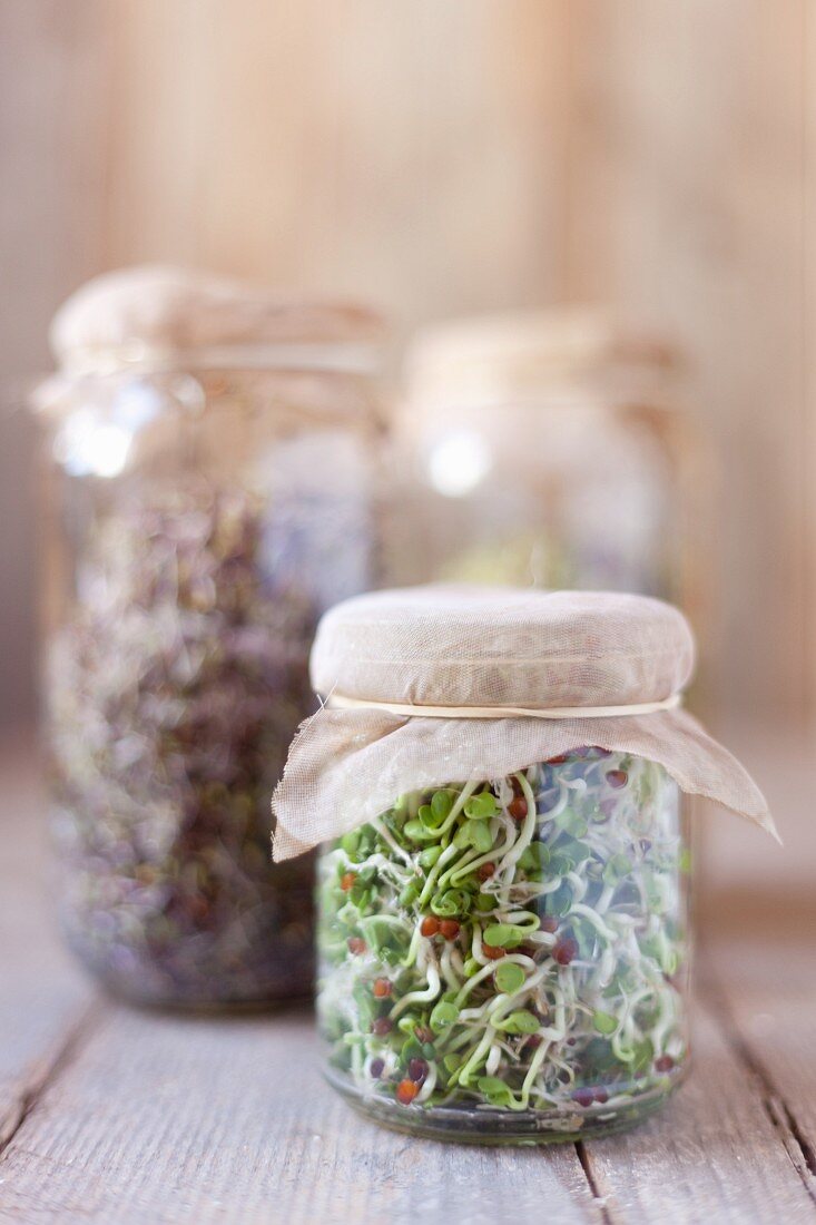 Various bean sprouts in sprouting jars