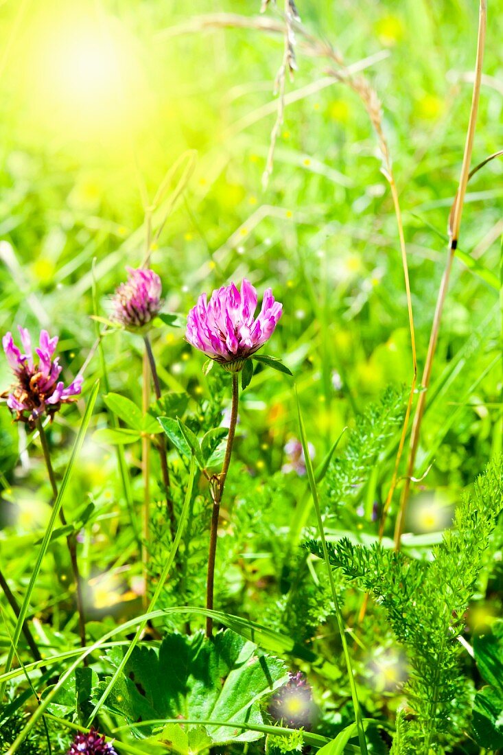 Clover in meadow