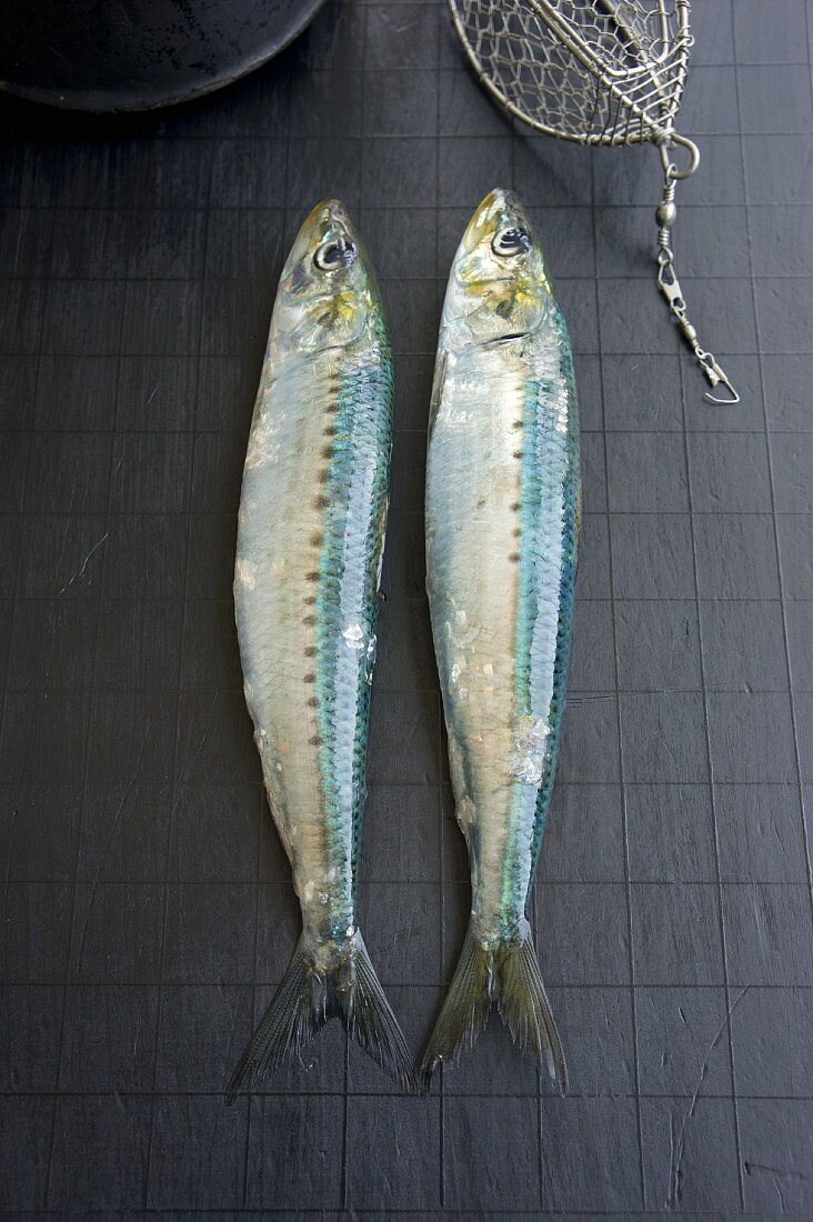 Two sardines with wire bait