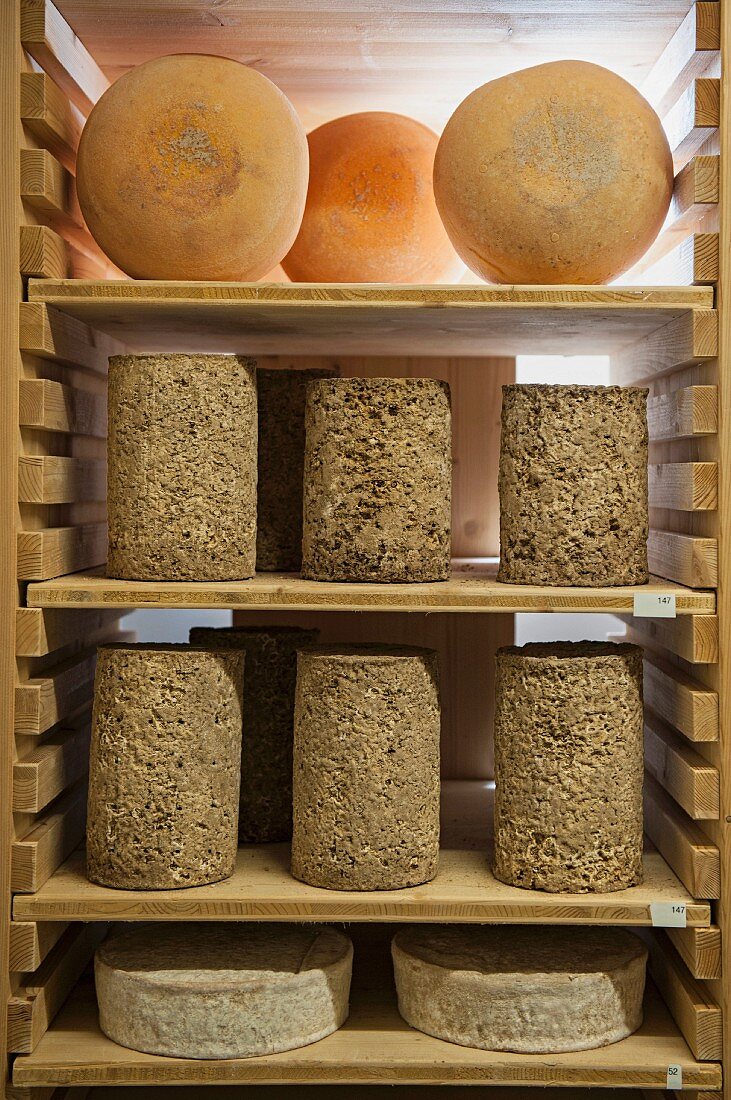 Verschiedene teure Käsesorten zur Veredelung in der Reifekammer, Elsass