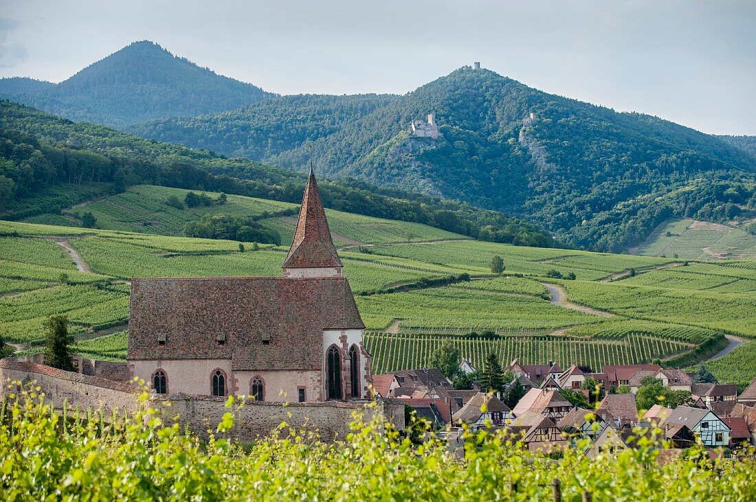 A view of Hunnawihr with the three castles of Ribeauvillé on the mountains in the background, Alsatian wine route