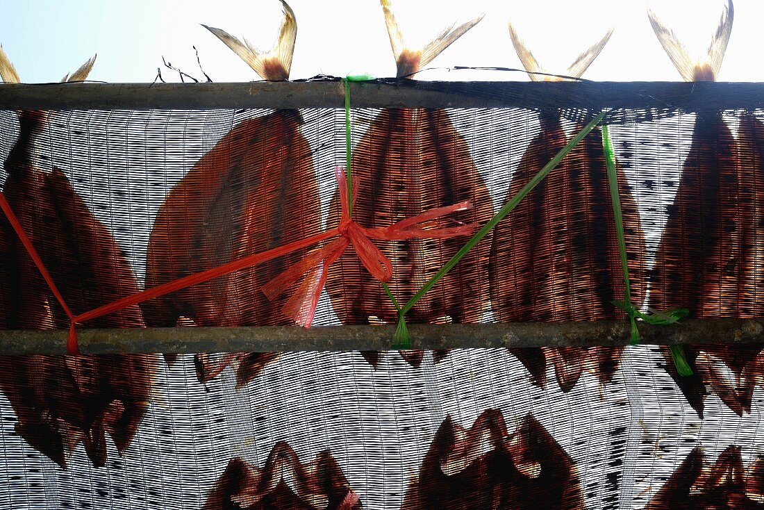 Fische hängen zum Trocknen auf Netzen