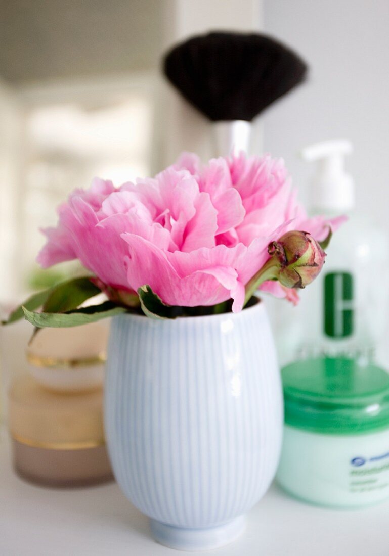 Pink peony in white china vase