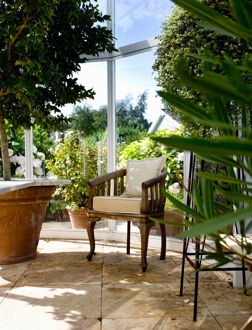 Antique armchair with white cushions flanked by box trees in conservatory