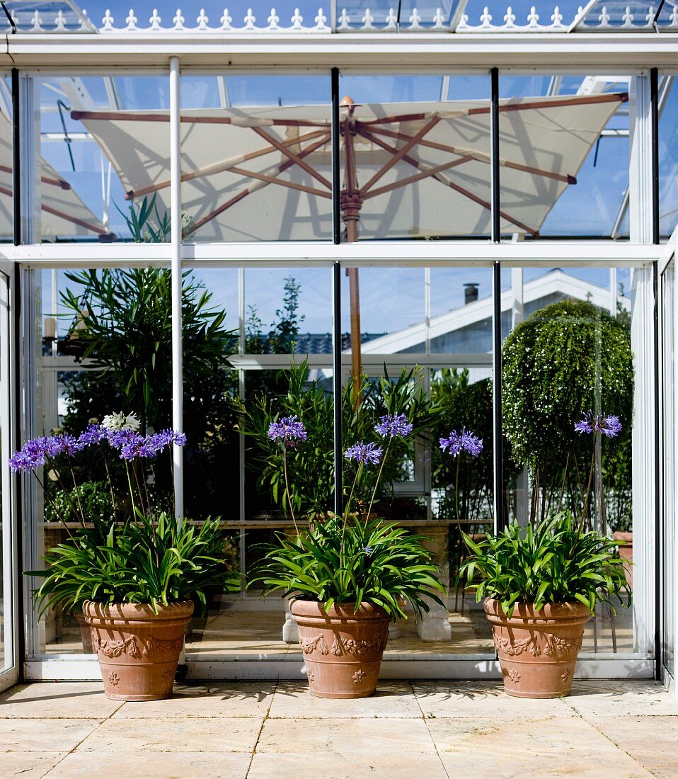 Tontöpfe mit blühenden, violetten Schmucklilien vor Wintergarten