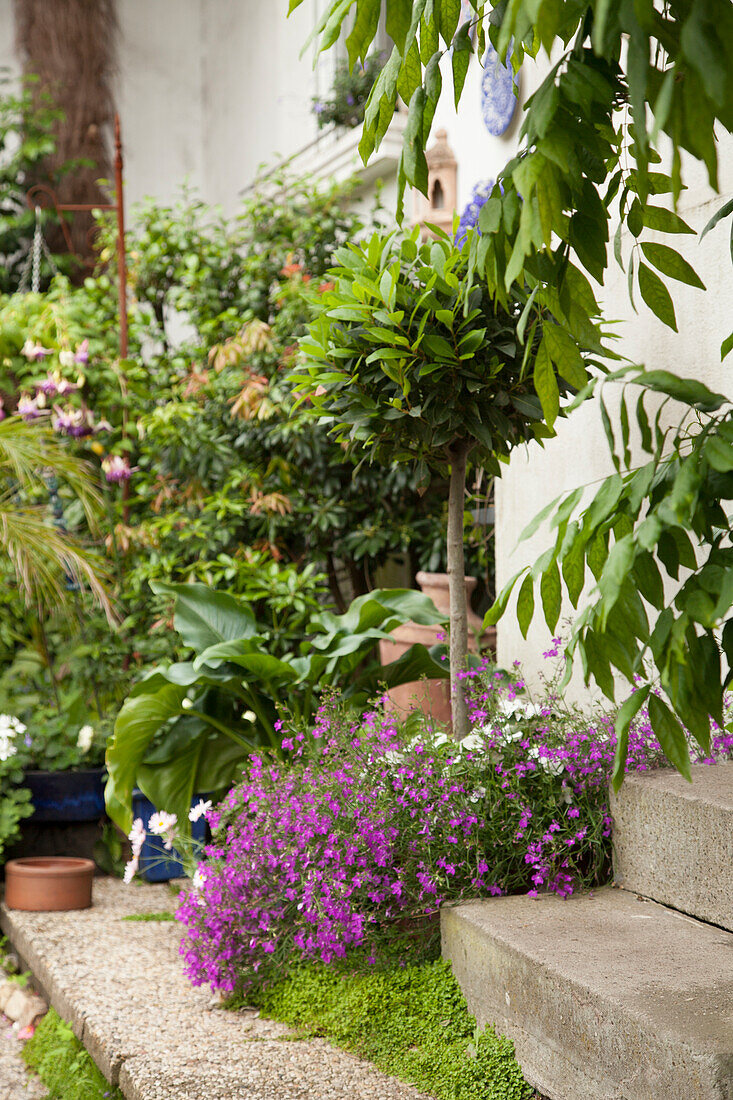 Flowering ground cover plants next to concrete steps and potted plants against house façade