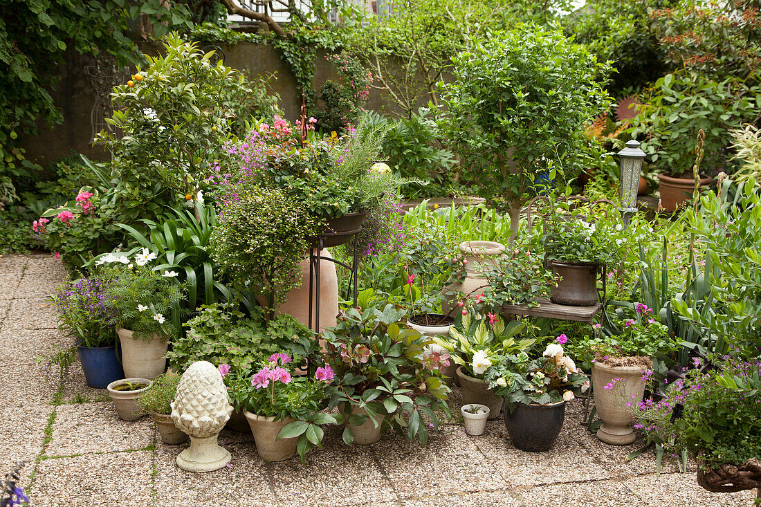 Potted plants and garden ornaments on paved terrace in planted courtyard