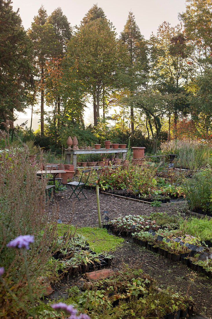 Autumnal beds of perennials and foliage plants, terracotta pots on shelves and group of trees in idyllic background
