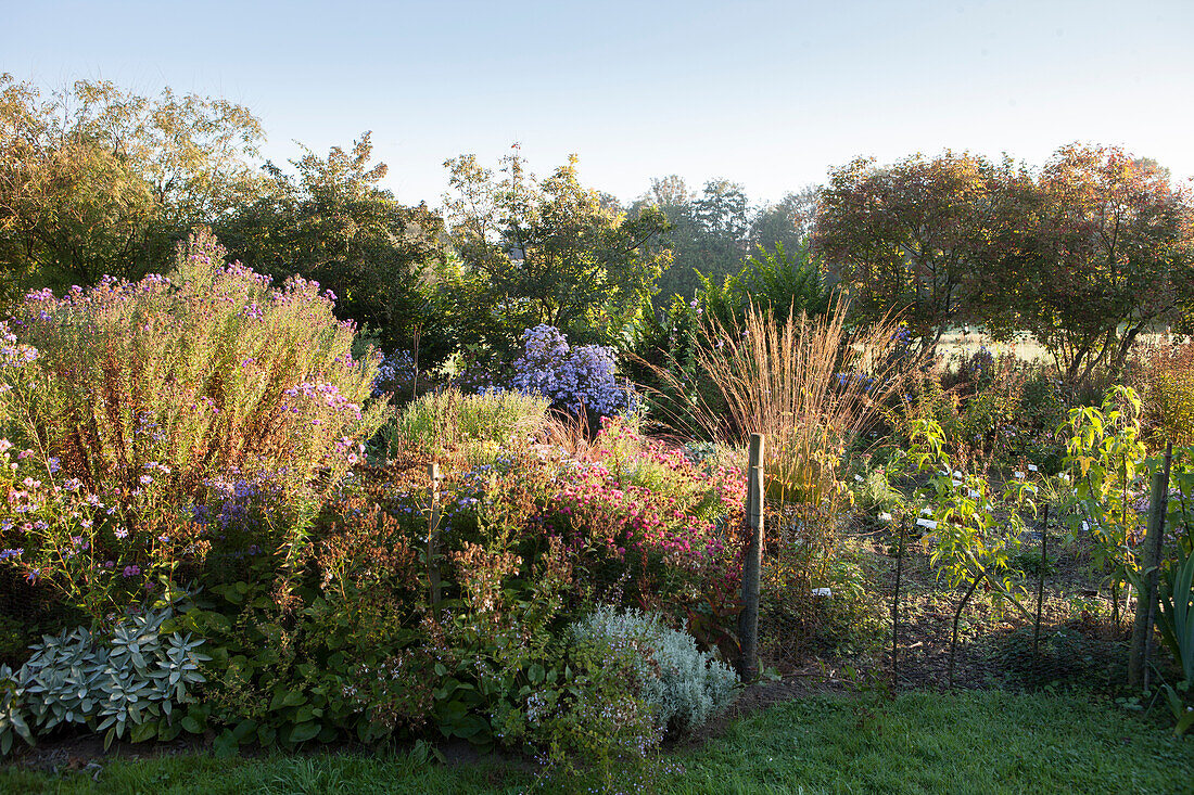 Asterngruppen, Gräser und Gehölze an sonnigem Herbsttag in ländlicher Staudenbeet- Gärtnerei