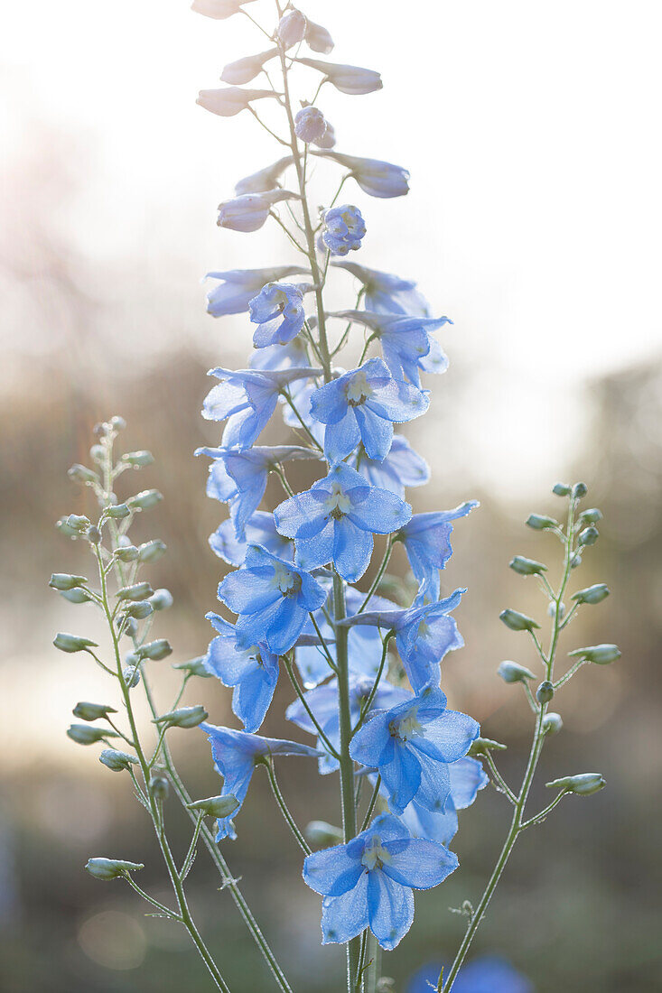 Single delphinium spike in delicate blue