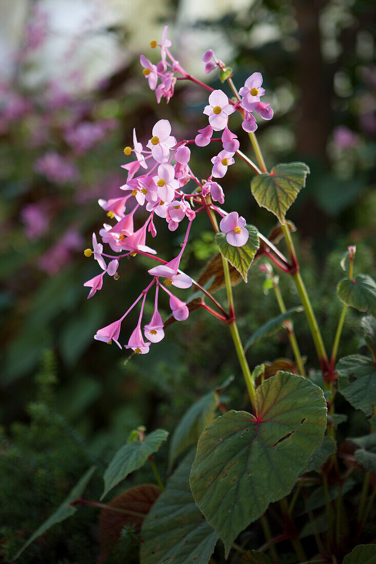 Autumn-flowering perennial with pale pink flowers (Begonia grandis ssp. evansiana)