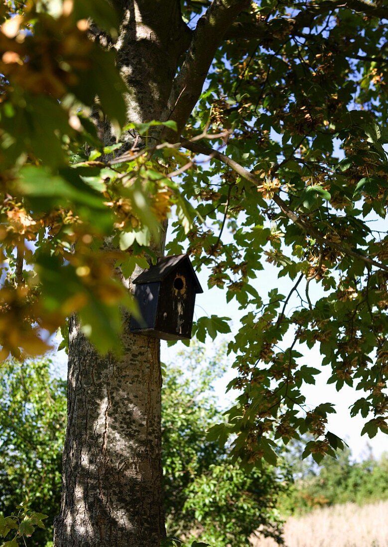 Detail of tree with bird nesting box hung on trunk