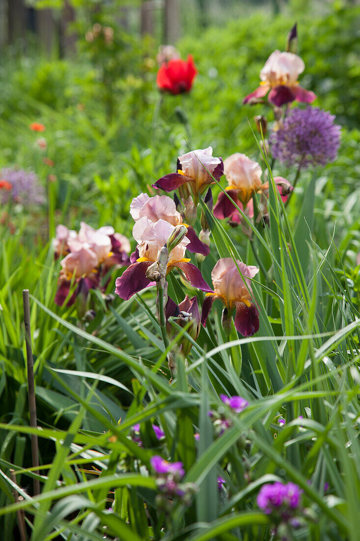 Flowering iris, alliums and poppies in garden