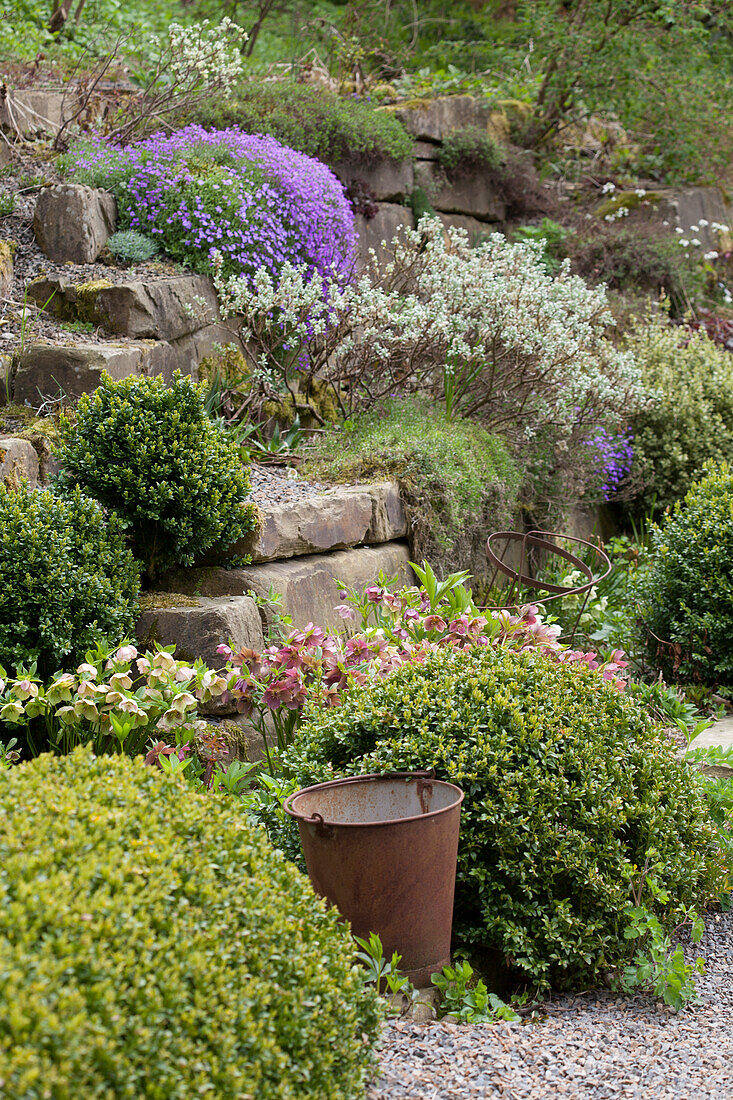 Blaukissen zwischen blühenden Gartenblumen in Steingarten mit Hanglage