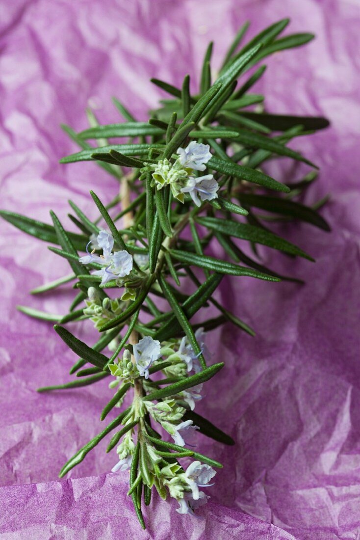 A sprig of fresh rosemary with flowers