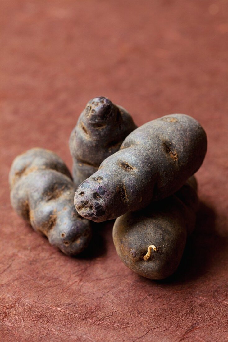 Vier Vitelotte-Kartoffeln