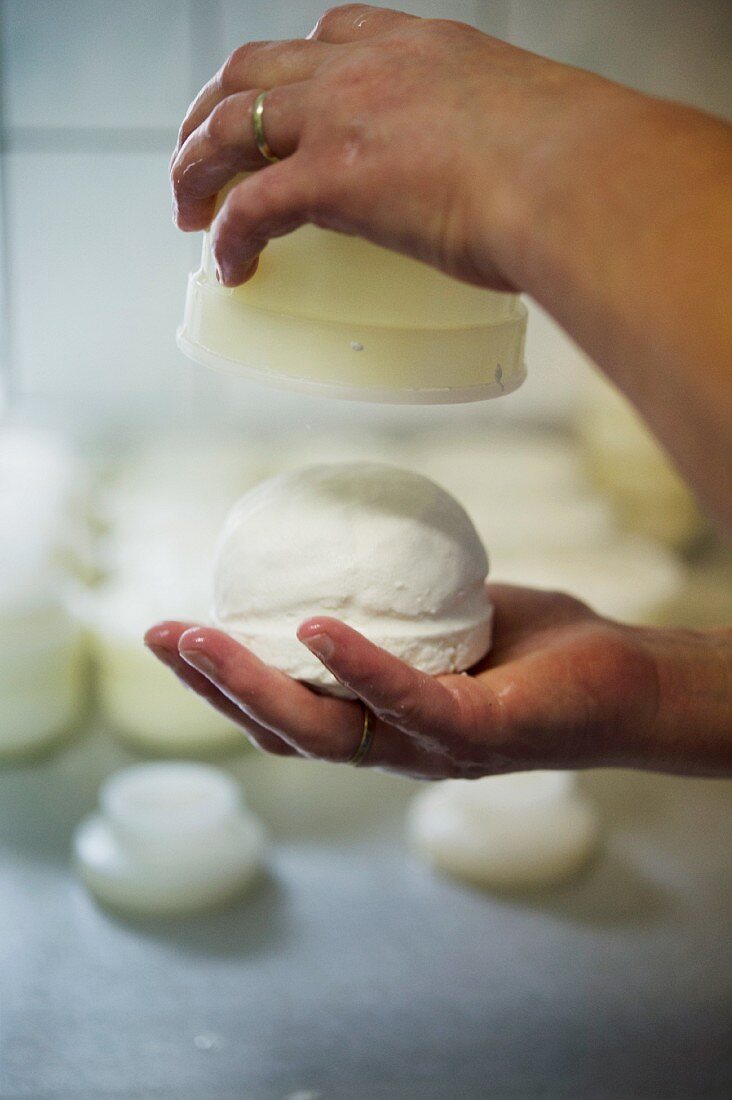 Goat's cheese being made at the Horn cheese dairy, Drehbach