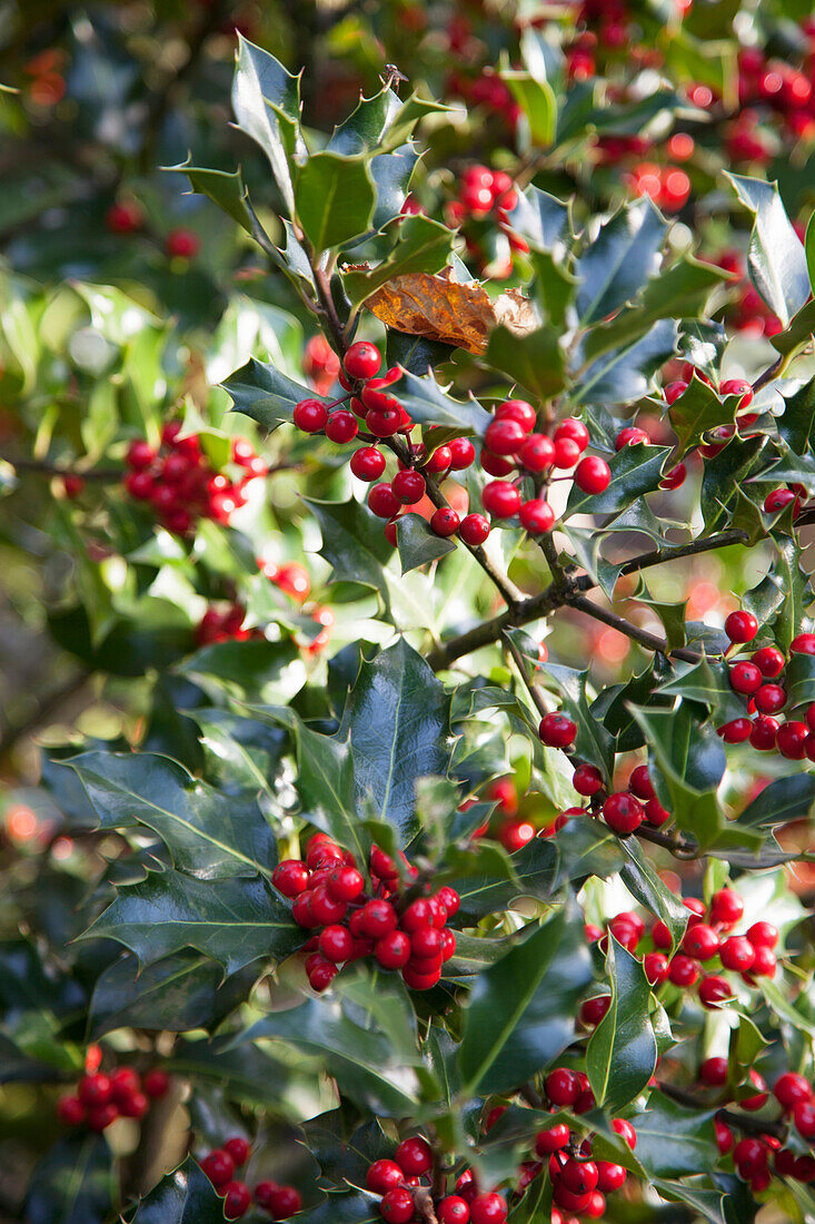 Rote Beeren am Strauch