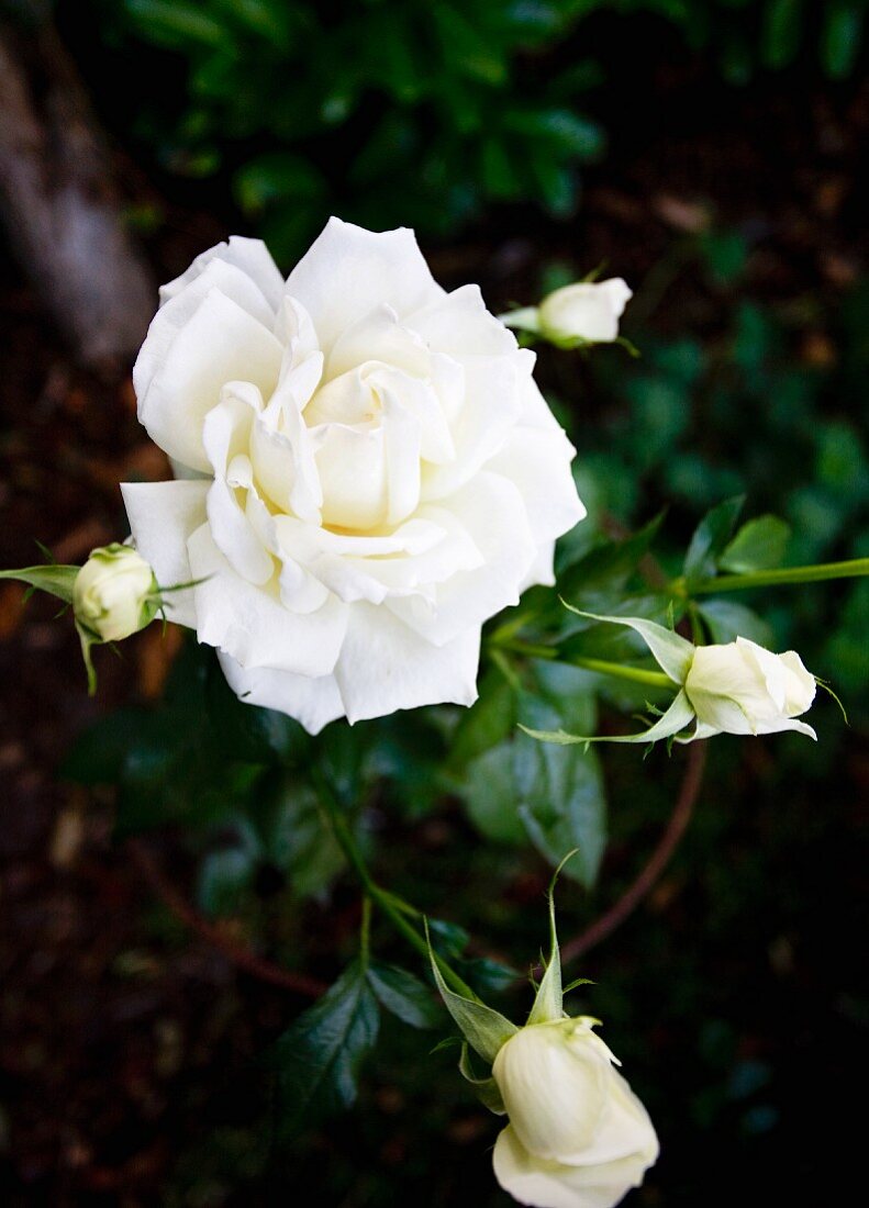 weiße, blühende Gartenrose im Blumentopf