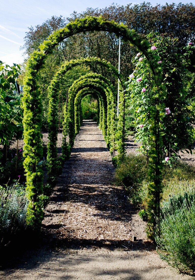 Berankte Rosenbögen über Gartenweg