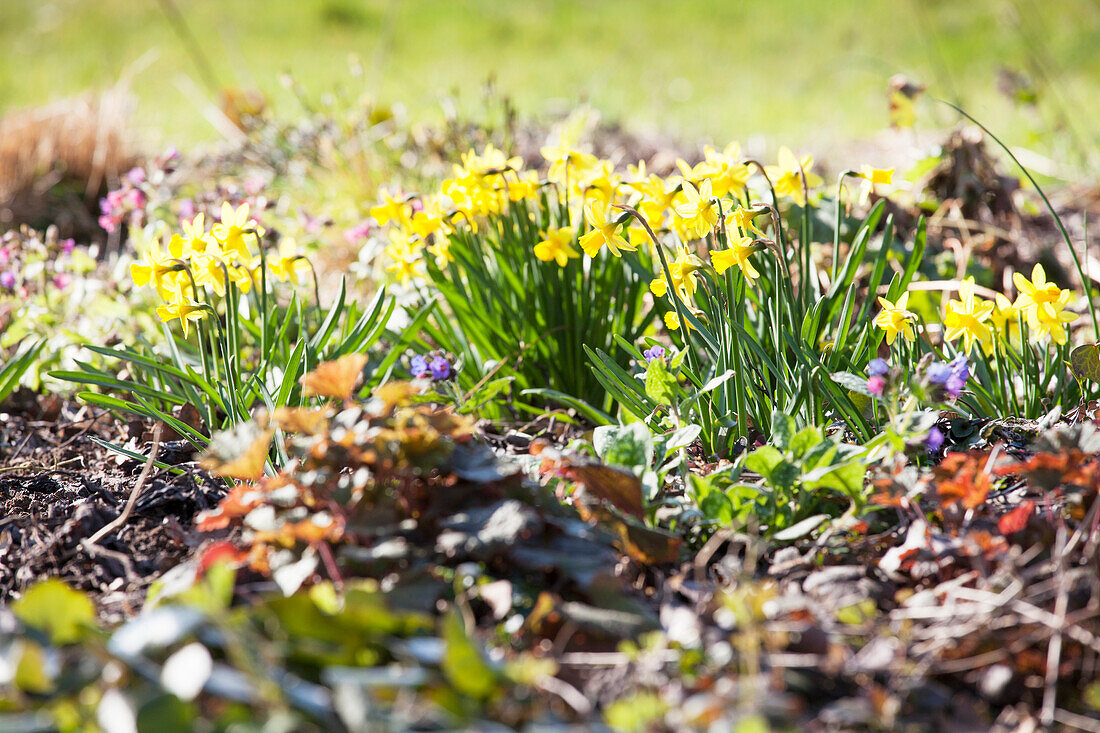 Spring garden with narcissus and squill