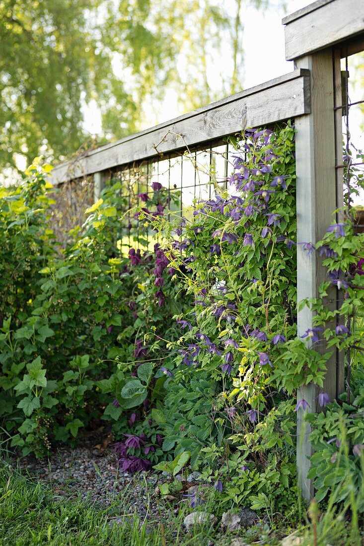 Violett blühende Clematis an Rankgitter mit Holzrahmen