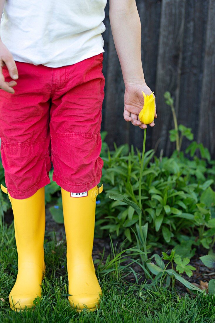 Child wearing red trousers and yellow wellies stood next to yellow tulip (variety 'West point')